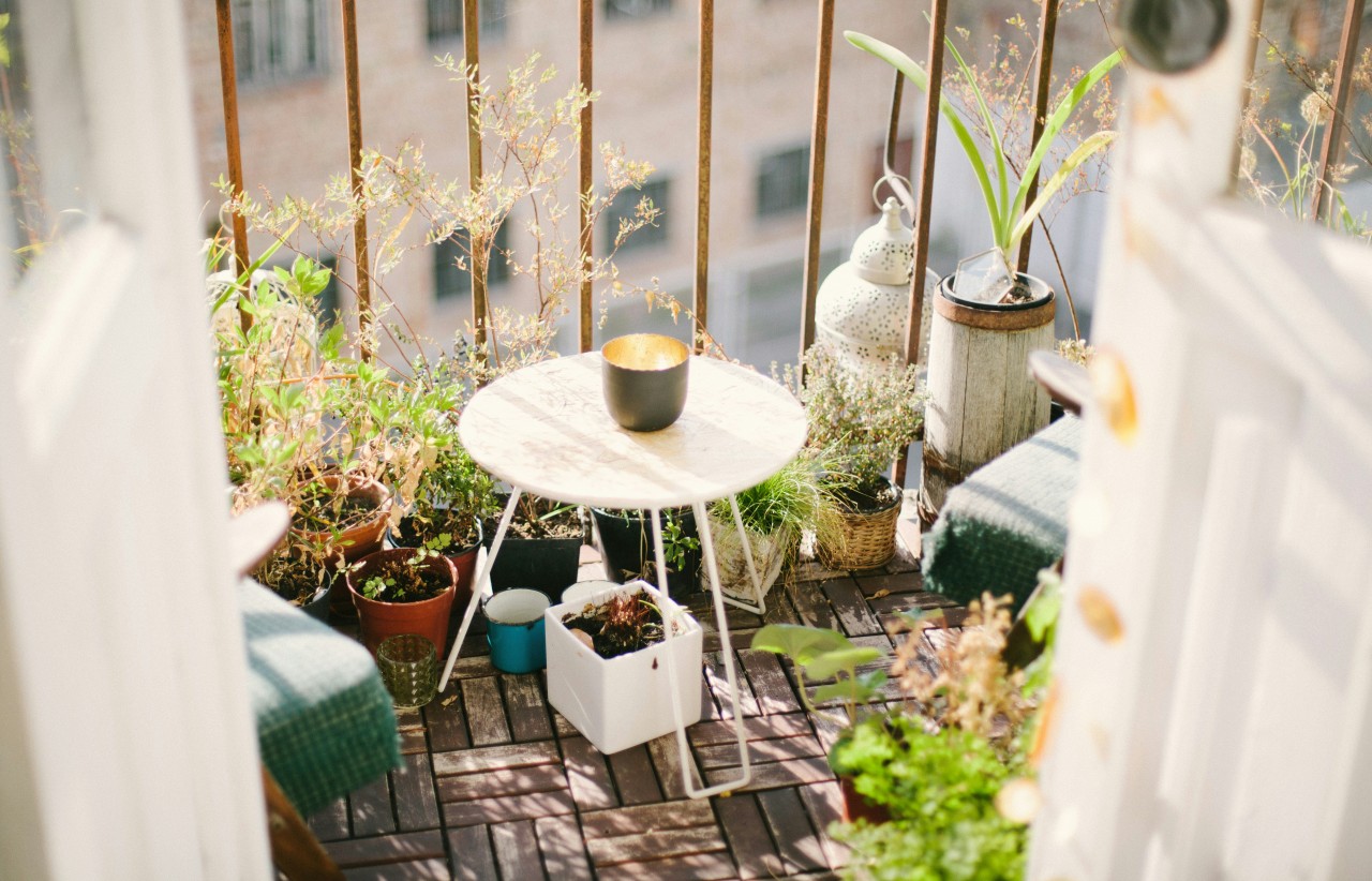 Your dear plants while you are on holiday